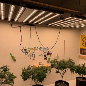 phlizon_led_grow_light_fd8000 (2).jpg