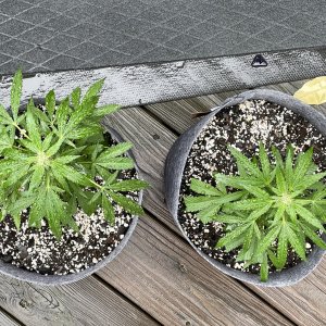 THC Bomb-CLONES_09_24_2023_01.jpg