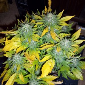 Supergirl1 Day of Harvest