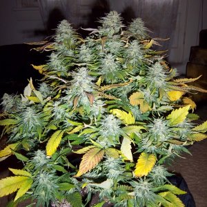 Supergirl2 Day of Harvest