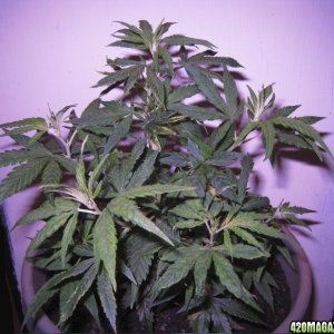 wz-hashplantClone11