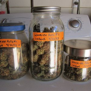 in the jars 2.jpg