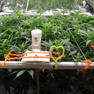 CG Day 15 flower (2).JPG