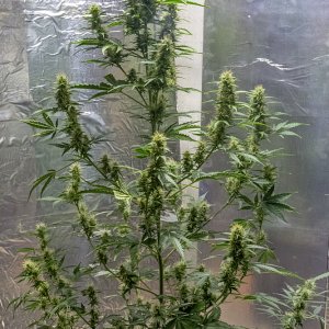 Day 71 CBD Lemon full 2 Oct 2023.jpg