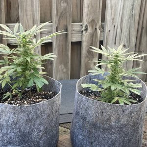 THC Bomb-CLONES_09_27_2023_02.jpg