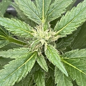 THC Bomb-CLONES_09_29_2023_05.jpg