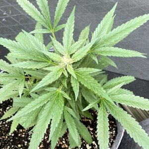 THC Bomb-CLONES_09_29_2023_06a.jpg