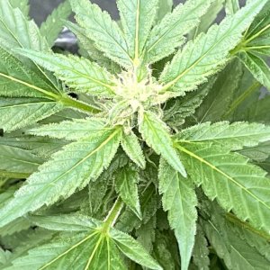 THC Bomb-CLONES_09_29_2023_07a.jpg