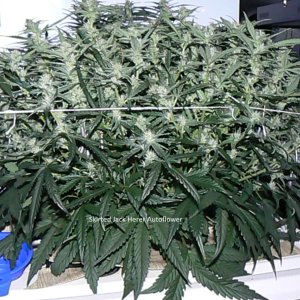 Skirted Jack Herer Autoflower.jpg