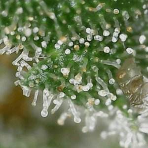 FF trichs 10-10-23 F71 (1).jpg