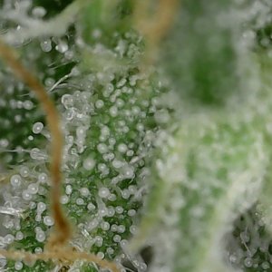 FF trichs 10-10-23 F71 (2).jpg