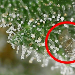 FF trichs 10-10-23 F71 (1).jpg