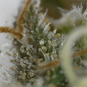 Slur trichs 10-11-23 F71 (3).jpg