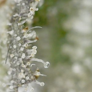 Slur trichs 10-11-23 F71 (4).jpg