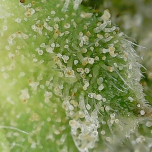 Slur trichs 10-11-23 F71 (5).jpg