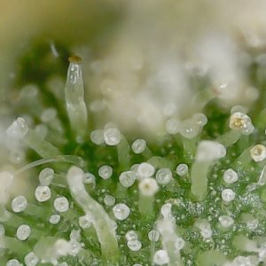 Slur trichs 10-11-23 F71 (2).jpg