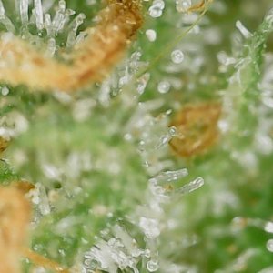 GPxBB END trichs (2).jpg