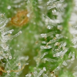 GPxBB END trichs (3).jpg