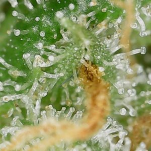 GPxBB END trichs (4).jpg