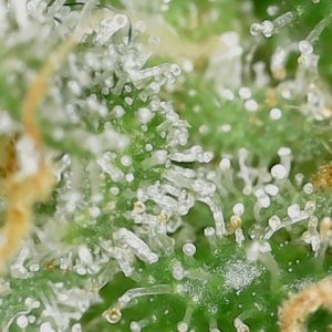 GPxBB END trichs (1).jpg