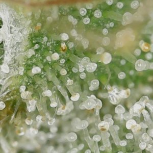 Slur 10-14-23 END trichs (2).jpg