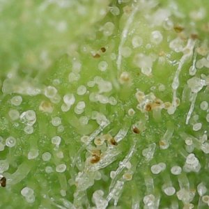 Slur 10-14-23 END trichs (3).jpg