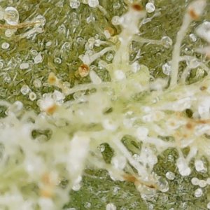 Slur 10-14-23 END trichs (1).jpg