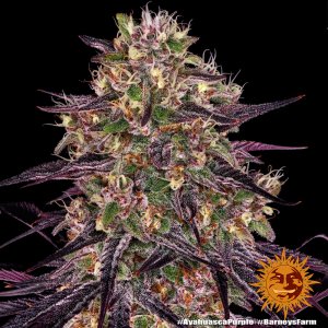 ayahuasca-purple_8_241293.jpg