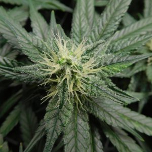 CG Day 34 flower (6).JPG