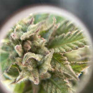 GDP_THC Bomb__10_13_2023_05.jpg