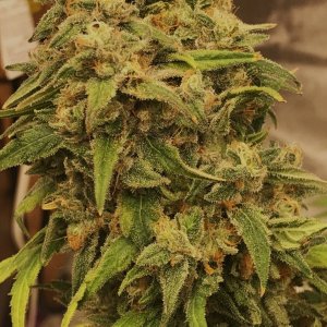 FF 10-18-23 F79 bud.JPG