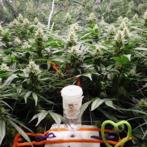 CG Day 36 flower (2).JPG