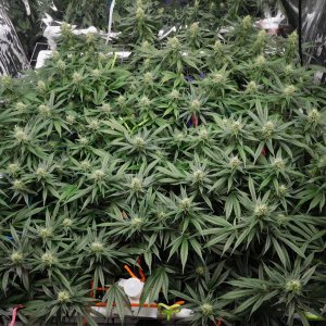 CG Day 36 flower (6).JPG