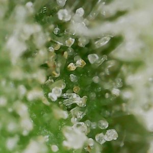 FF 10-20-23 F81 (5) trichs.jpg