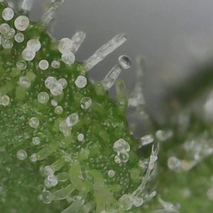 FF 10-20-23 F81 (4) trichs.jpg