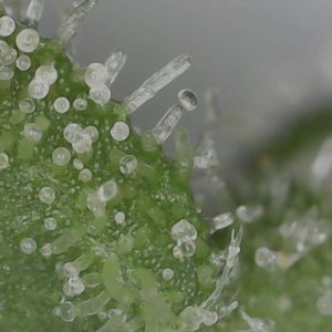 FF 10-20-23 F81 (3) trichs.jpg