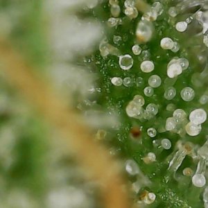 FF 10-20-23 F81 (2) trichs.jpg