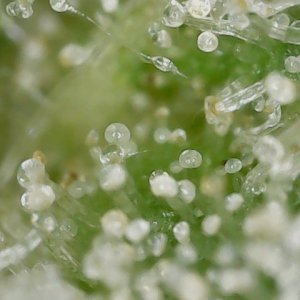 FF 10-20-23 F81 (1) trichs.jpg