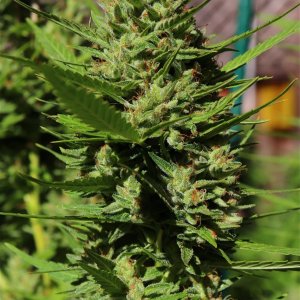 2023 Outdoor Grow Project-Gorilla Bomb Feminized #3/Week 9 of Flowering