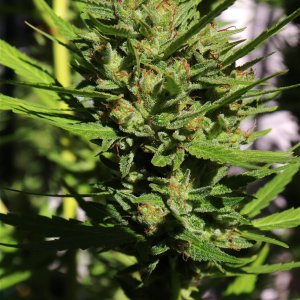 2023 Outdoor Grow Project-Gorilla Bomb Feminized #3/Week 9 of Flowering