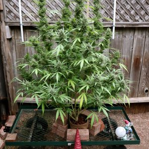 2023 Outdoor Grow Project-Gorilla Bomb Feminized #2/Week 9 of Flowering