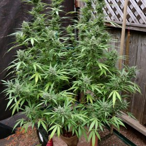 2023 Outdoor Grow Project-Gorilla Bomb Feminized #2/Week 9 of Flowering