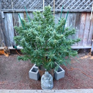 2023 Outdoor Grow Project-Gorilla Bomb Feminized #1/Harvest in Progress-10/22/23