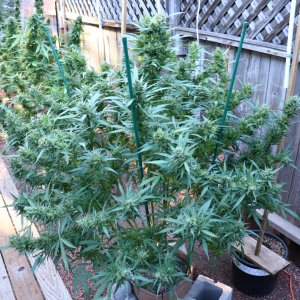 2023 Outdoor Grow Project-Gorilla Bomb Feminized #1/Harvest in Progress-10/22/23