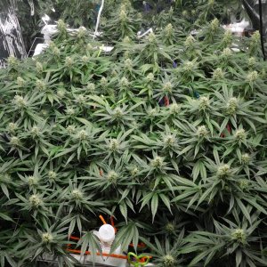 CG Day 39 flower (4).JPG