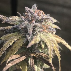 Glowstarz-Day 57F-g.JPG