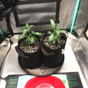 FF clones 10-23-23 up-pot.jpg