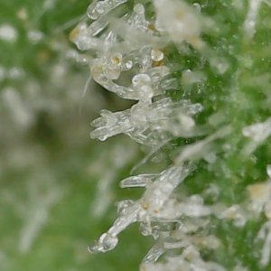 FF 10-23-23 F84 trichs (1).jpg