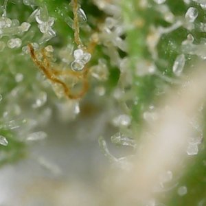 FF 10-23-23 F84 trichs (2).jpg