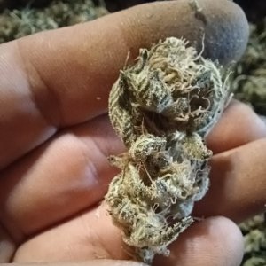 herer bud jpg.jpg